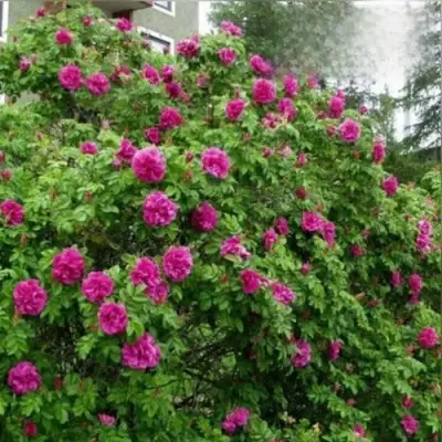 Шиповник ХАНСА в Мозыре