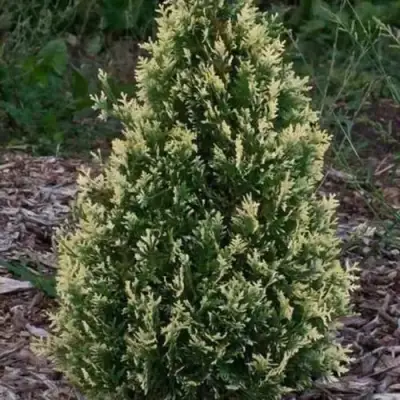 Туя БРАБАНТ ВАРИЕГАТТА западная в Мозыре