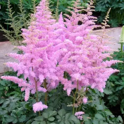 Астильба ГИАЦИНТ Арендса в Мозыре