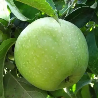 Яблоня РЕНЕТ СИМИРЕНКО в Мозыре