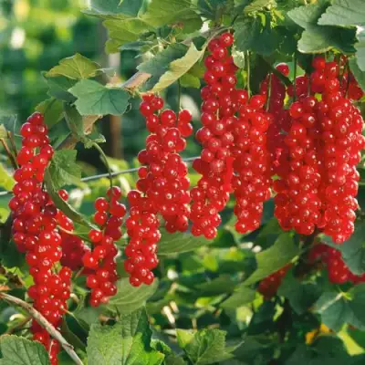 Смородина красная РУДНЕУС в Мозыре