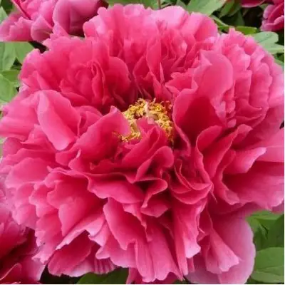 Пион КОРОЛЕВСКИЙ ЦВЕТОК древовидный в Мозыре