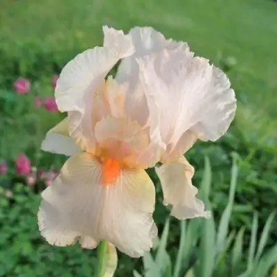 Ирис ПАТИ ДРЕСС бородатый в Мозыре