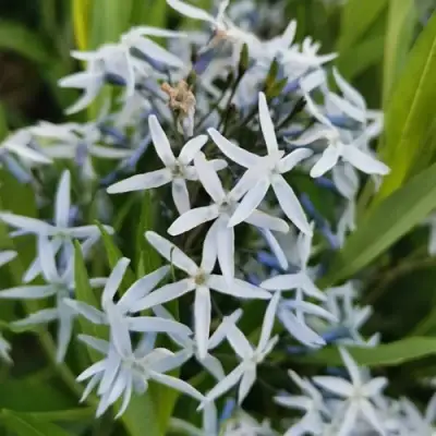 Амсония иволистная в Мозыре