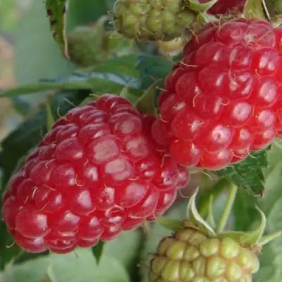 Малина РАДЗИЕВА в Мозыре