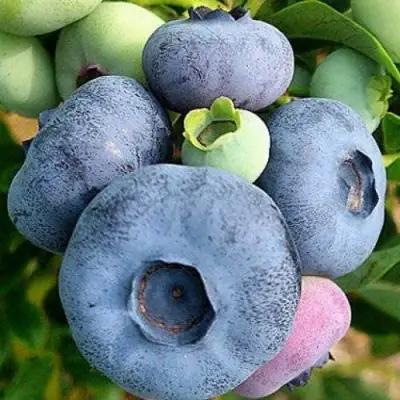 Голубика ПАТРИОТ в Мозыре