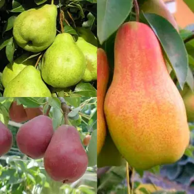 Комплект ГРУШЕВОЕ АССОРТИ в Мозыре