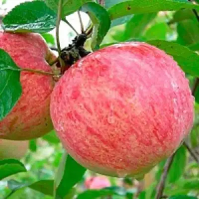 Яблоня КОРИЧНОЕ ПОЛОСАТОЕ в Мозыре