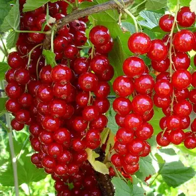 Смородина красная ЙОНКЕР ВАН ТЕТЦ в Мозыре