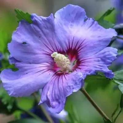 Гибискус МАРИНА сирийский в Мозыре