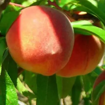 Персик РЕД ХЕВЕН в Мозыре