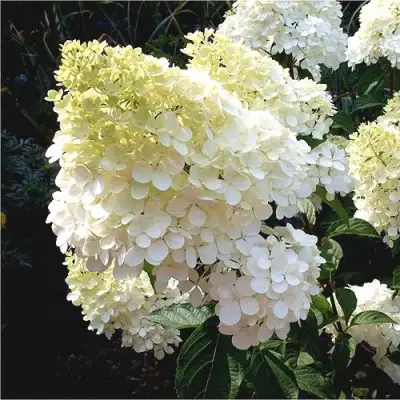 Гортензия ДИАМАНТИНО метельчатая в Мозыре