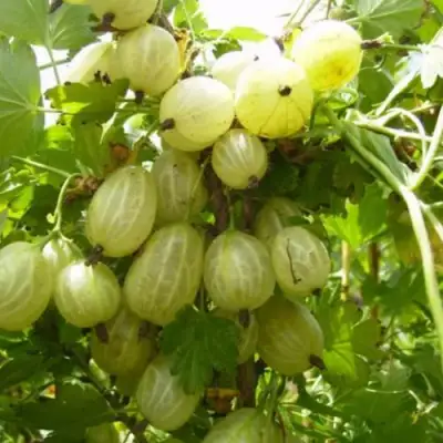 Крыжовник ИНВИКТА в Мозыре