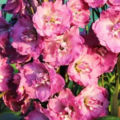 Дельфиниум ДЕЛЬФИС ПИНК ПАУЭ высокий в Мозыре