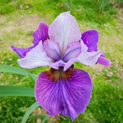 Ирис ЛАЙТ ОВ ХАРТ сибирский в Мозыре