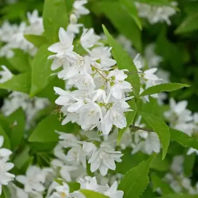 Дейция шершавая в Мозыре