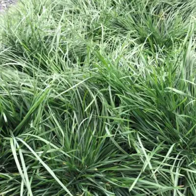 Щучка ГОЛДТАУ дернистая в Мозыре