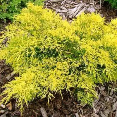 Можжевельник КИНГ ОФ СПРИНГ средний в Мозыре