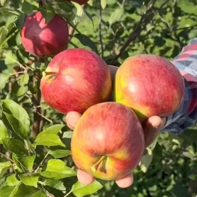 Яблоня ПОСПЕХ в Мозыре