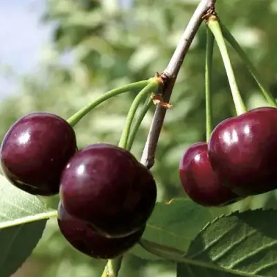 Дюк КСЕНИЯ (ЧЕРЕВИШНЯ) в Мозыре