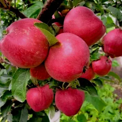 Яблоня РОЖДЕСТВЕНСКОЕ в Мозыре