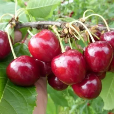 Вишня КОЛОННОВИДНАЯ  в Мозыре