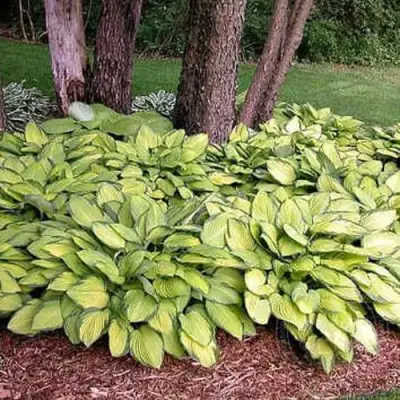 Хоста ГОЛД СТАНДАРТ Форчуна в Мозыре