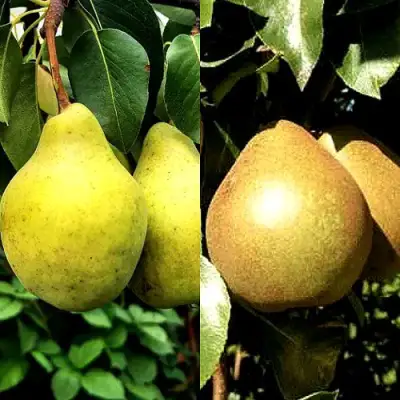 Комплект ДУЭТ в Мозыре