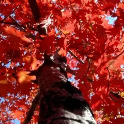 Дуб красный в Мозыре