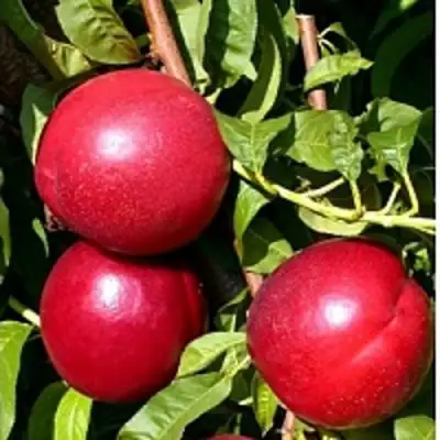 Нектарин ХАРКО в Мозыре