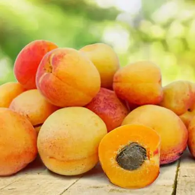 Абрикос ГРАФИНЯ в Мозыре