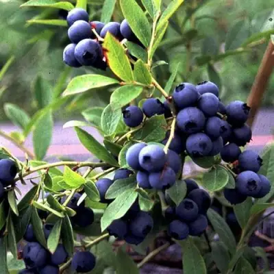 Голубика ДЖЕРСИ в Мозыре