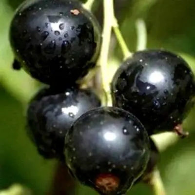 Смородина чёрная ВИНОГРАДНАЯ в Мозыре