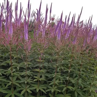 Вероникаструм ФАСЦИНЕЙШН в Мозыре