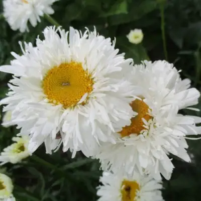 Нивяник КРЕЙЗИ ДЕЙЗИ наибольший в Мозыре