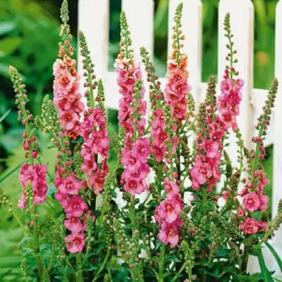 Коровяк ПИНК ДОМИНО гибридный (вербаскум) в Мозыре