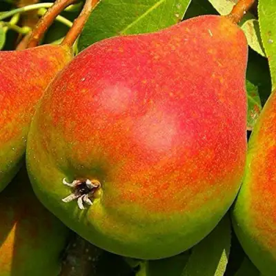 Груша ГЕРА в Мозыре