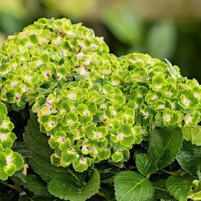 саженцы гортензии рембранд вибрант верде