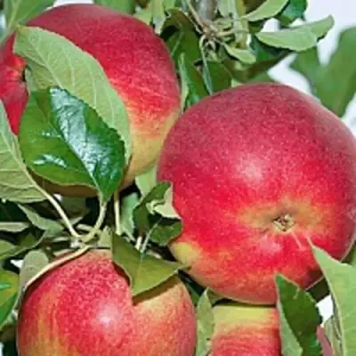 Яблоня СЕНАТОР колонновидная в Мозыре