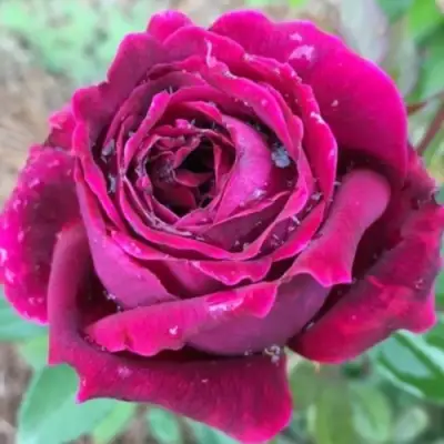 Роза РОЯЛ ПАЛАС японская в Мозыре