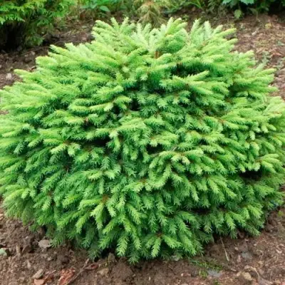 Ель НИДИФОРМИС обыкновенная в Мозыре