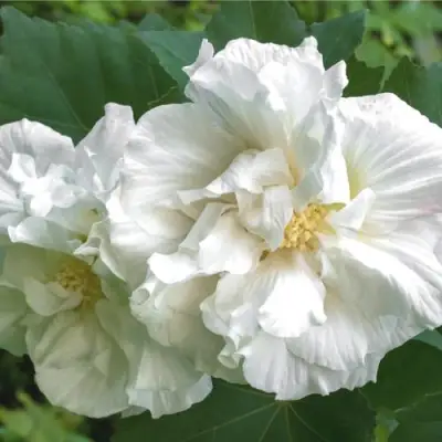 Гибискус АДМИРАЛ ДЕВЕЙ сирийский в Мозыре