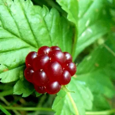 Княженика ЭЛПЕ в Мозыре