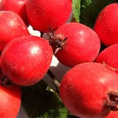 Боярышник КРУПНОПЛОДНЫЙ в Мозыре