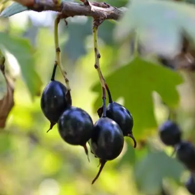 Смородина золотистая ДУСТЛИК в Мозыре