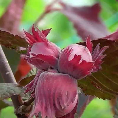 Фундук КАРДИНАЛ в Мозыре