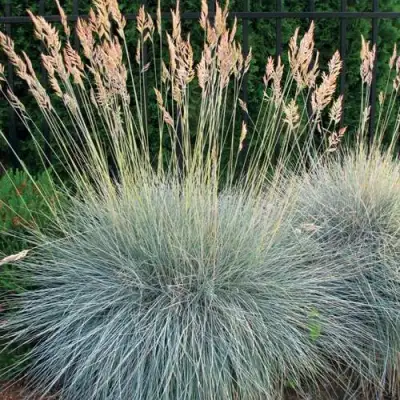 Овсянница ЭЛАЙДЖА БЛЮ в Мозыре