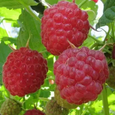 Малина НОВОСТЬ КУЗЬМИНА в Мозыре