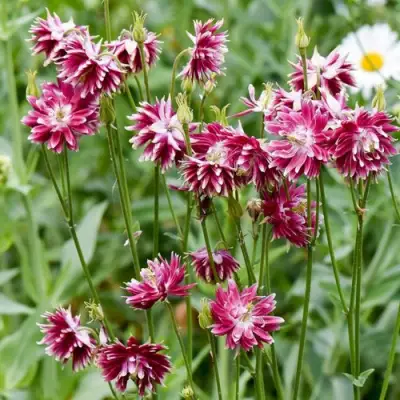 Аквилегия БАРЛОУ НОРА гибрид МакКаны в Мозыре