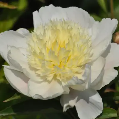 Пион ЗОЛОТАЯ ШПИЛЬКА травянистый в Мозыре